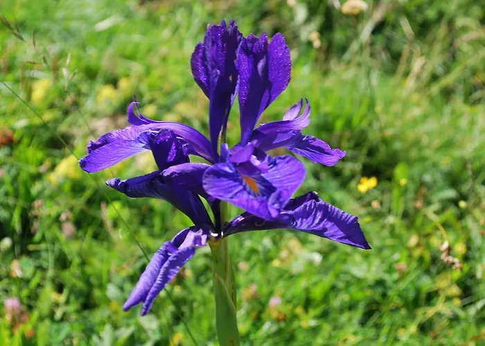 بيت ضيافة Cap De La Hont لارونس